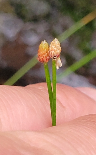 Eleocharis geniculata observed 2026-01-04