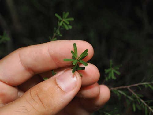Notched Bush-pea (Pultenaea retusa)
