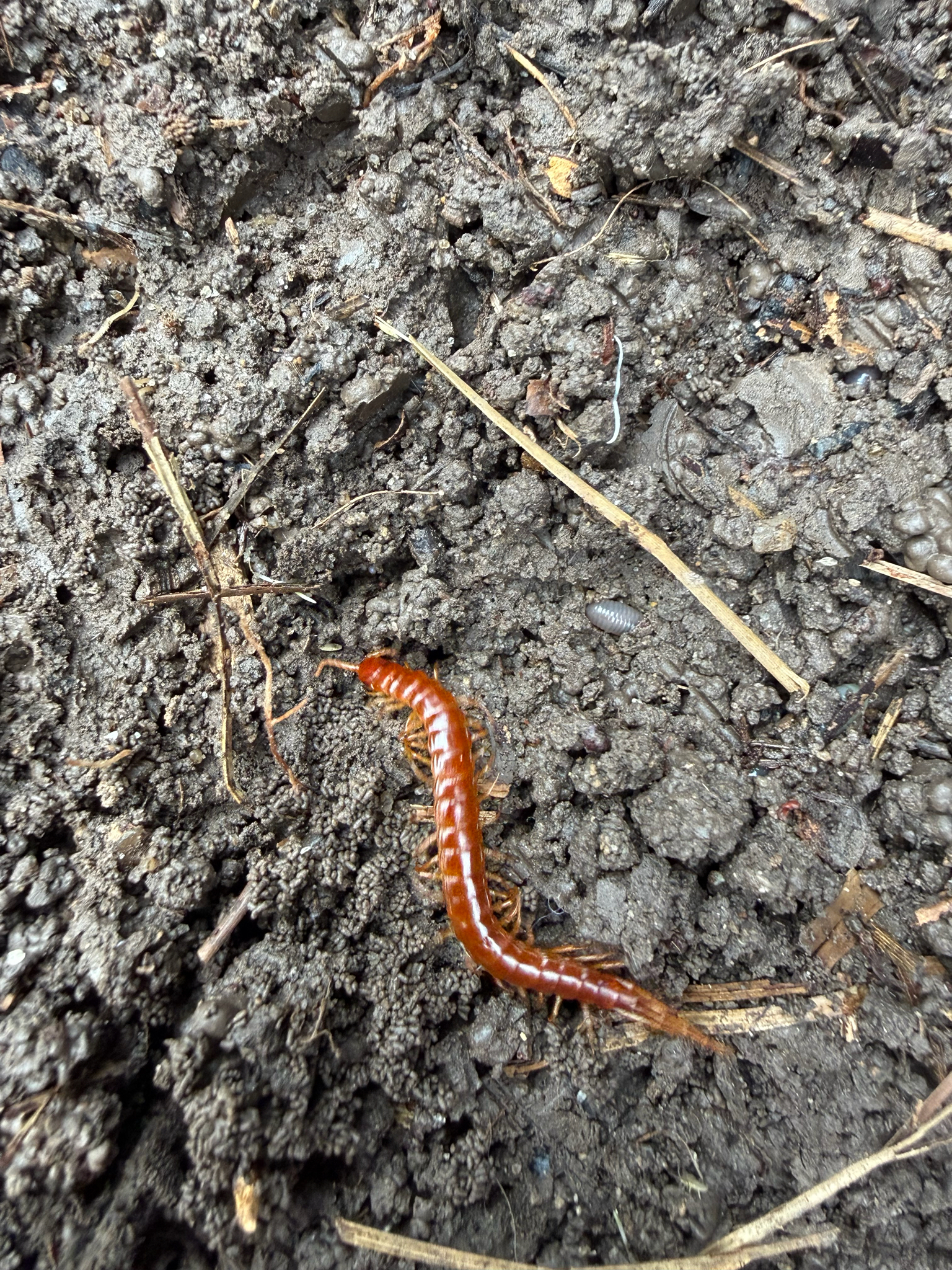 Scolopocryptops sexspinosus Say, 1821