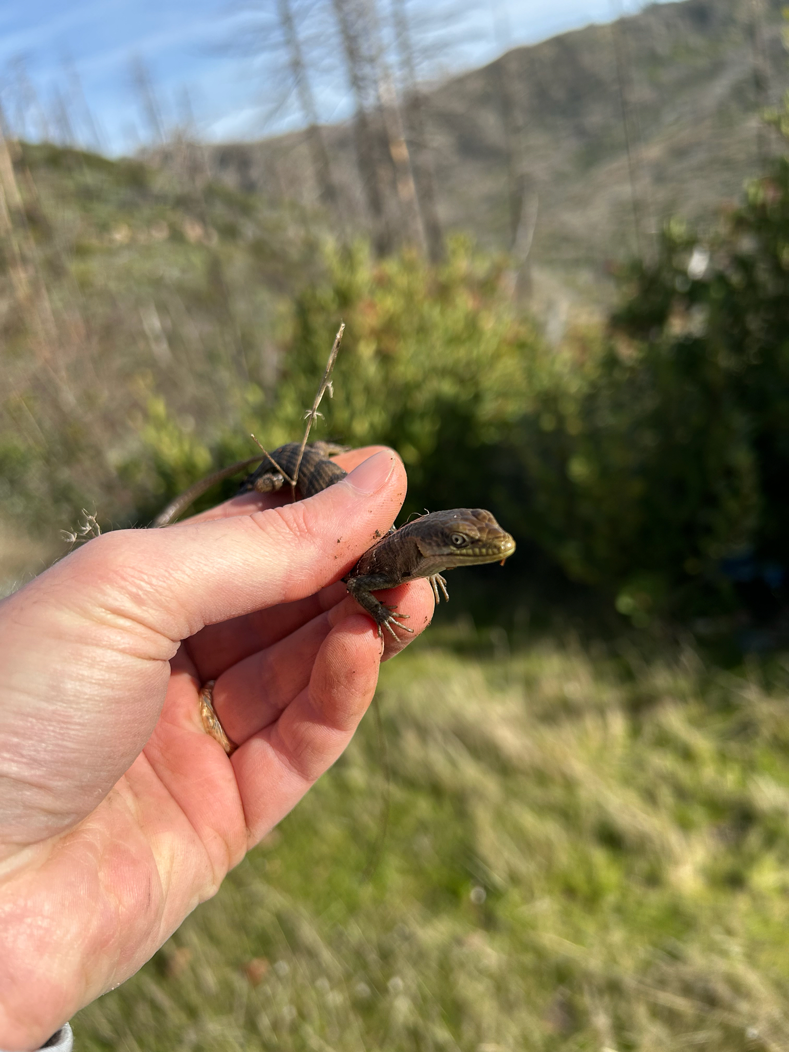 Elgaria multicarinata (Blainville, 1835)