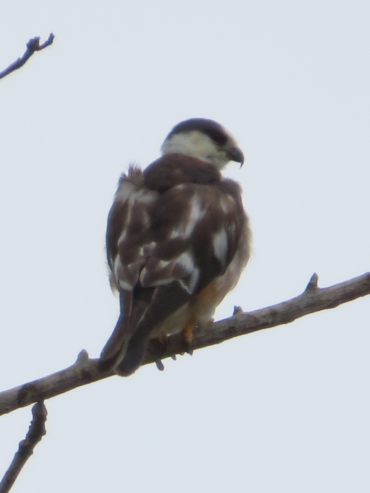 Pearl Kite (Gampsonyx swainsonii), photo 4