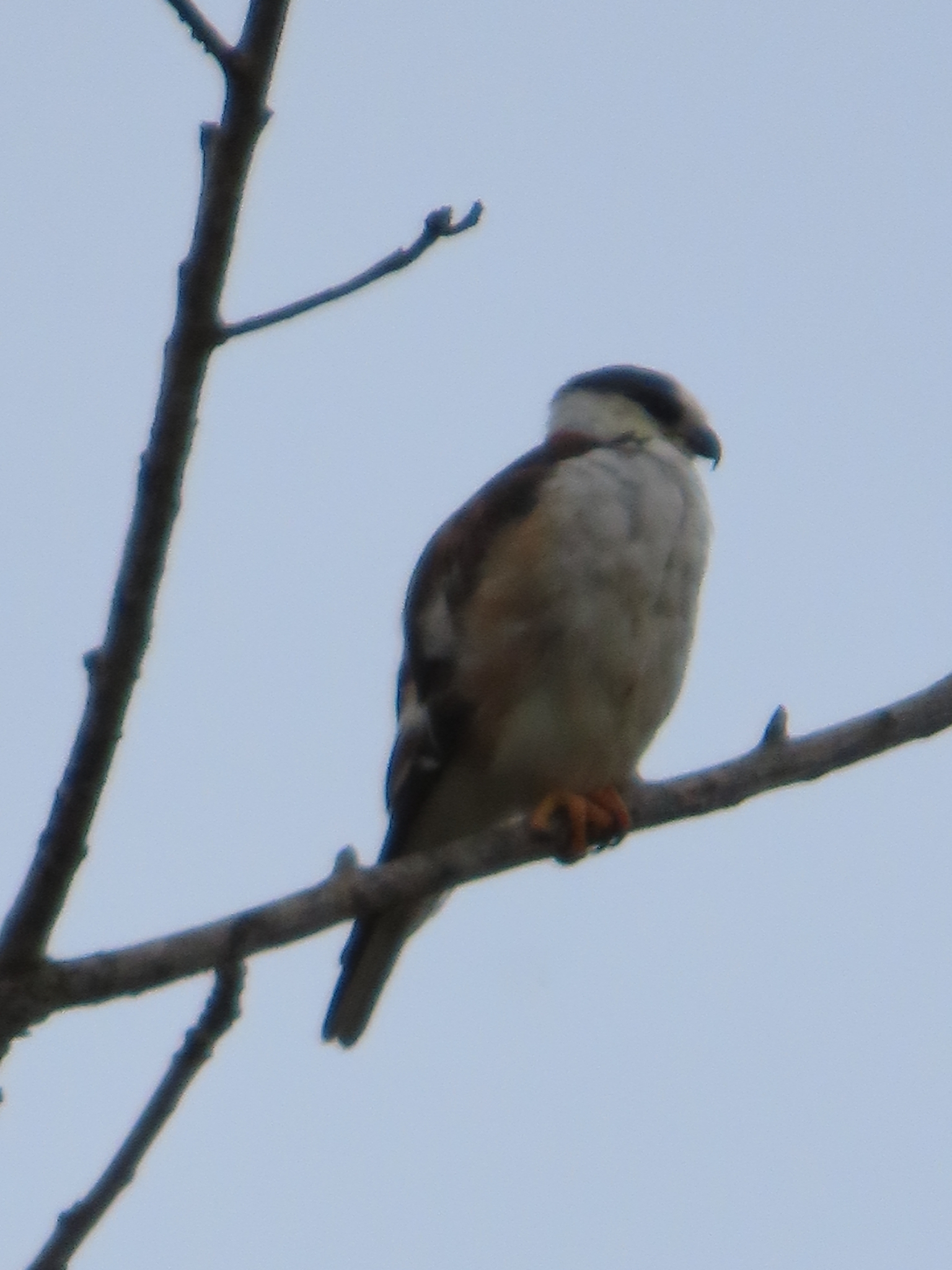 Pearl Kite (Gampsonyx swainsonii), photo 5