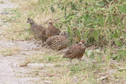 Crested Bobwhite (Colinus cristatus)