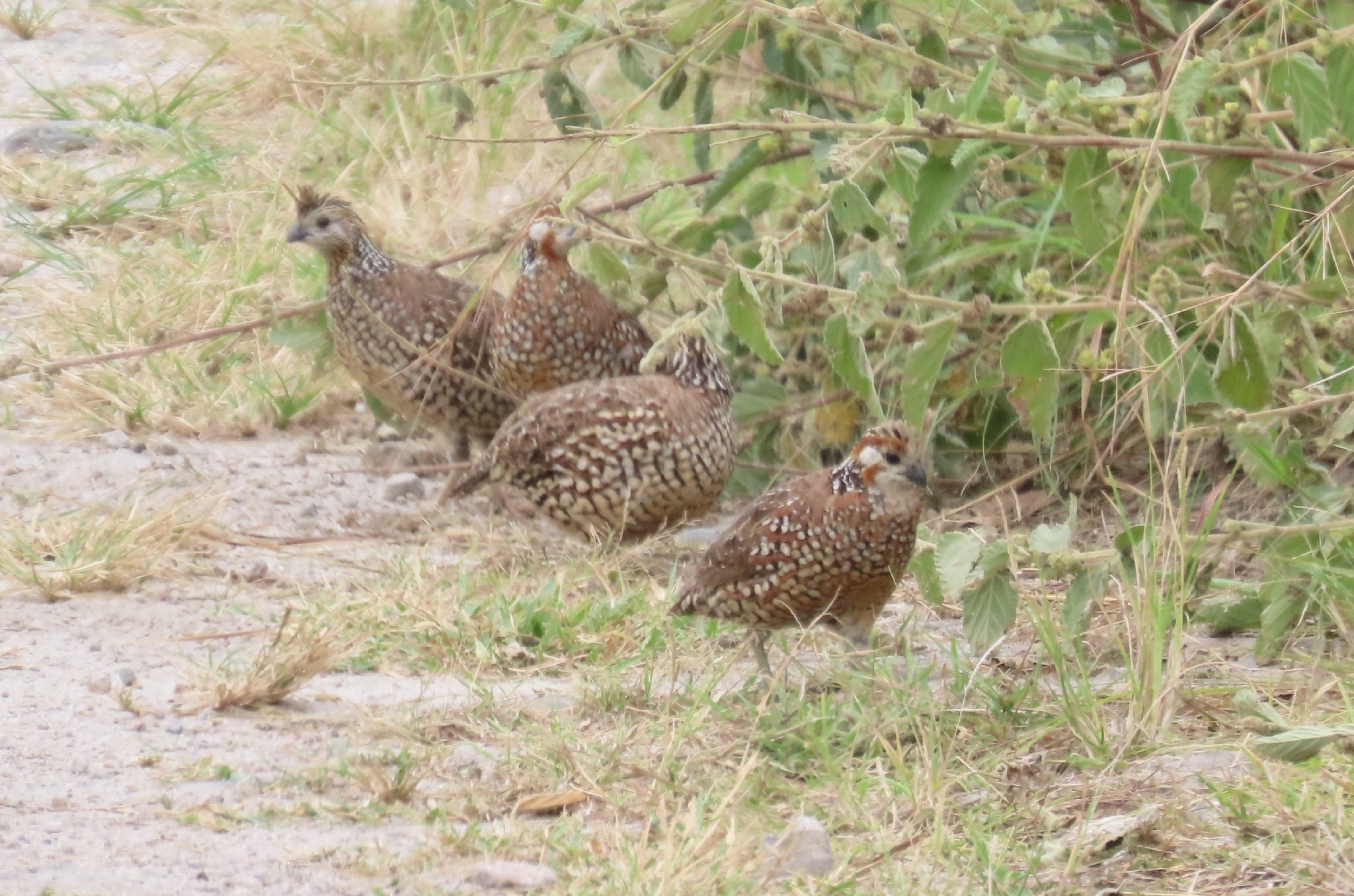 Crested Bobwhite (Colinus cristatus), photo 1