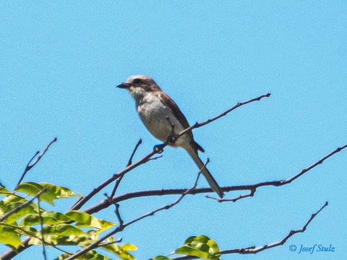 Sousa's Shrike