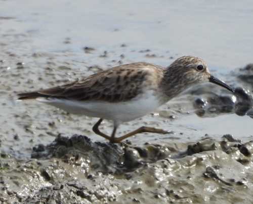 Least Sandpiper (Calidris minutilla), photo 10
