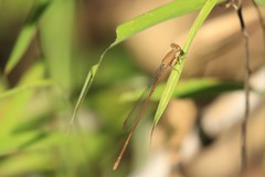 Ceriagrion olivaceum
