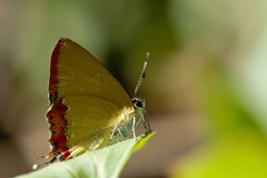 Heliophorus