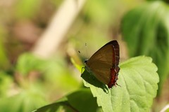 Heliophorus