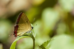 Heliophorus