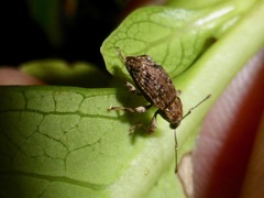 Chalepistes compressus