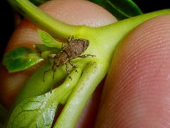 Chalepistes compressus