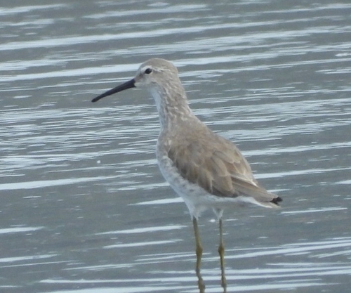 Stilt Sandpiper (Calidris himantopus), photo 6