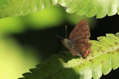 Heliophorus