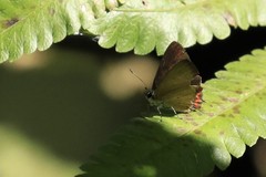 Heliophorus