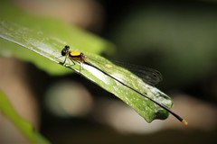Coeliccia chromothorax