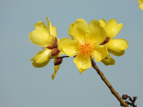 Silk cottontree (Cochlospermum vitifolium)