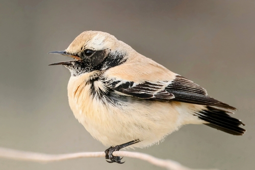Collalba desértica (Oenanthe deserti)