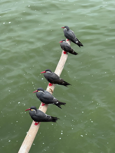 Inca Tern (Larosterna inca), photo 4