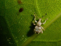 Brachyolus punctatus