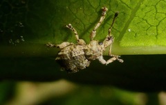 Brachyolus punctatus