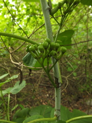 Cissus repanda