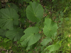 Cissus repanda