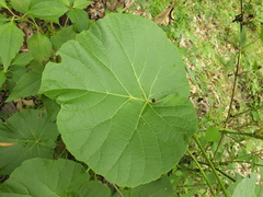 Cissus repanda