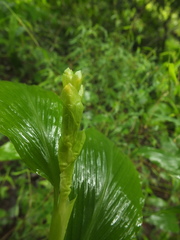 Globba marantina