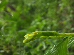Globba marantina