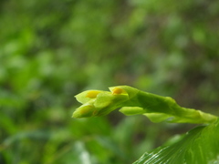 Globba marantina