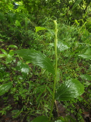 Globba marantina