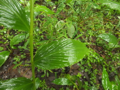Globba marantina