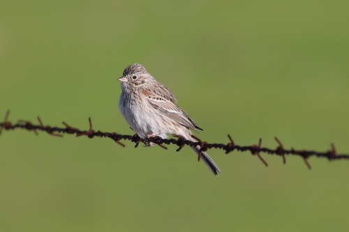 Vesper Sparrow, photo 9 of 9