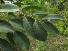 Holoptelea integrifolia