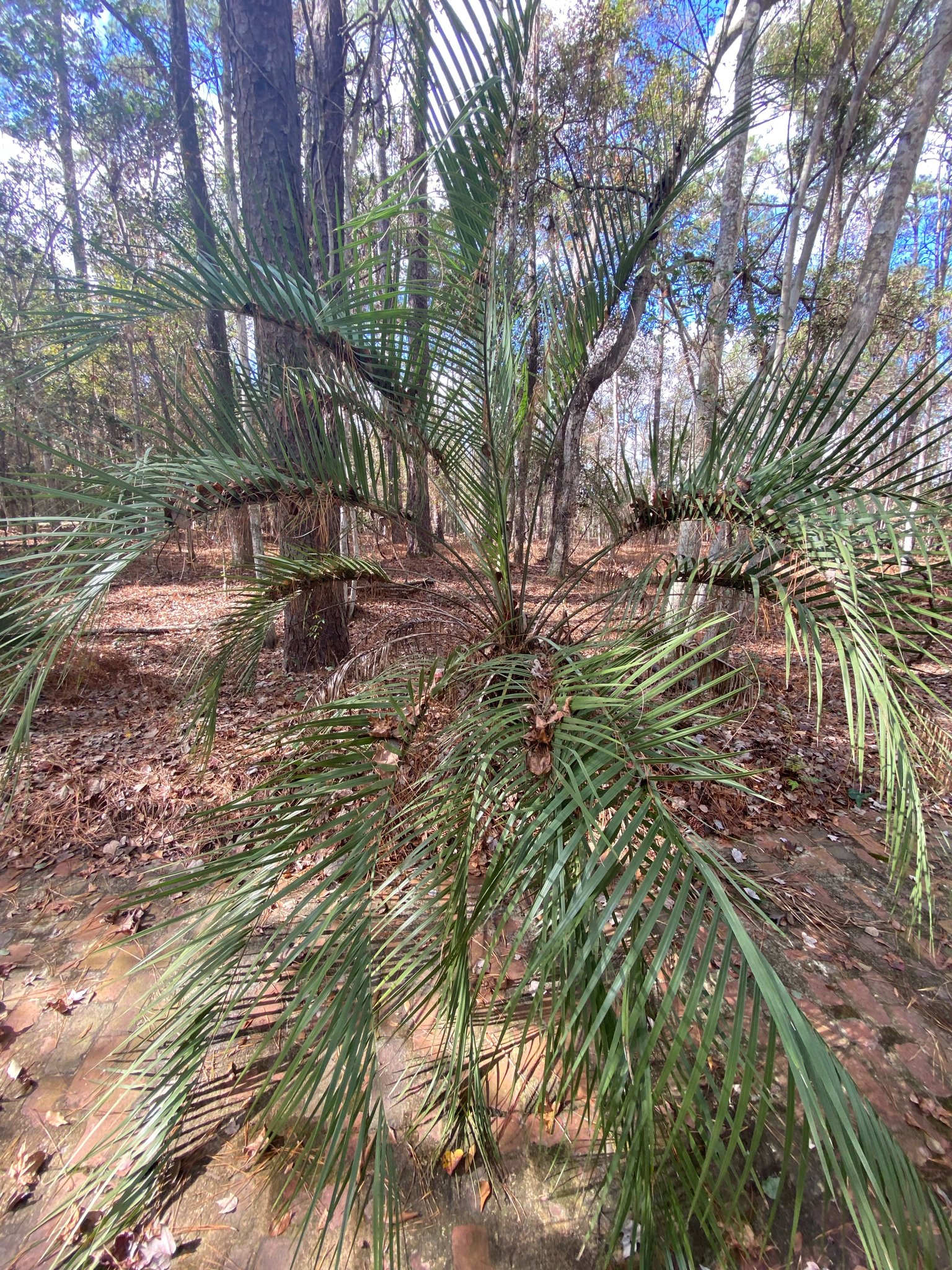 Palmera butiá