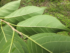 Holoptelea integrifolia