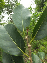 Holoptelea integrifolia