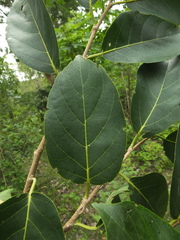 Holoptelea integrifolia