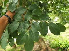 Holoptelea integrifolia