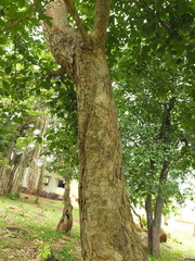 Holoptelea integrifolia