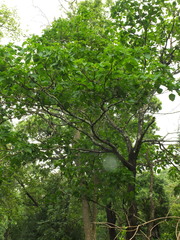 Hymenodictyon orixense