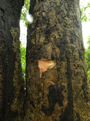 Hymenodictyon orixense