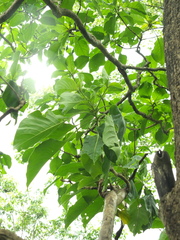 Hymenodictyon orixense