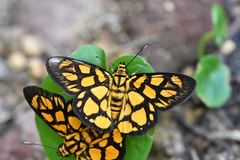 Odina hieroglyphica ortina