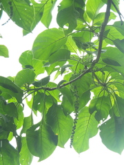 Hymenodictyon orixense