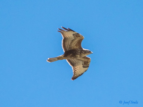 Steppe Buzzard