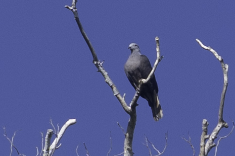 Barking Imperial Pigeon (Ducula latrans), photo 7
