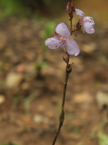 Murdannia edulis