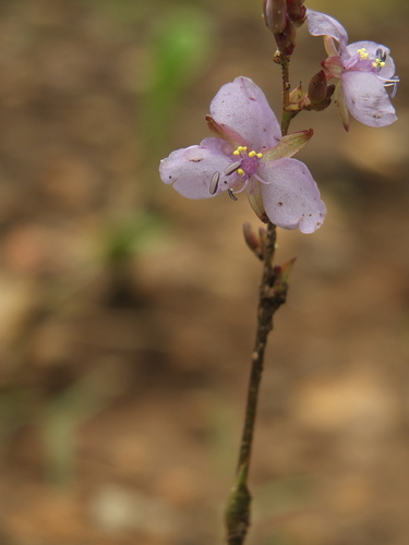 Murdannia edulis, photograph 2